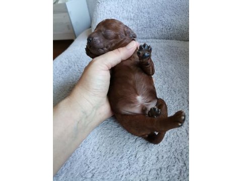 Toy poodle 2 erkek dark brown