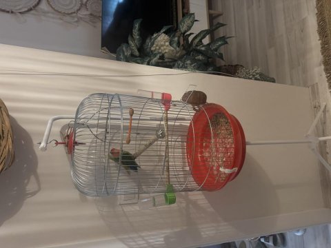 Çift sevda papağanı