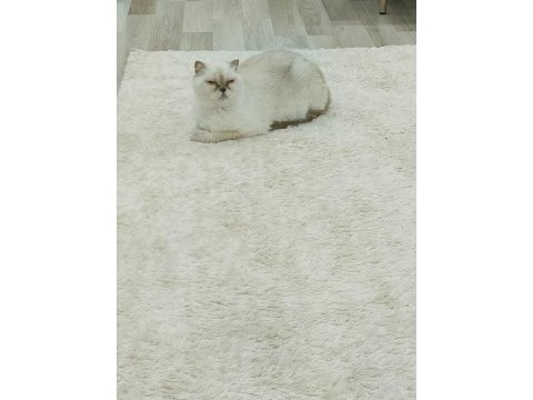 Beyaz scottish fold prenses