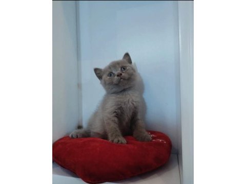 Sevimli british shorthair yavrularımız yeni yuvasını arıyor