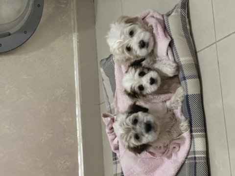 58 günlük terrier yavrular gaziantep