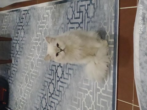 British longhair erkek yavrumuz