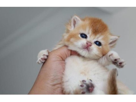 British shorthair kedisi