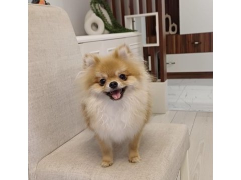 9 aylık dişi pomeranian