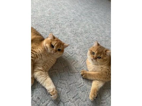 Saf ırk ny12 golden british shorthair kedim