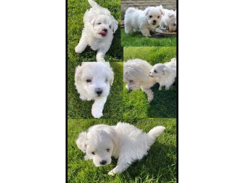 Orjinal ırk maltese terrier sağlık ve ırk garantidir