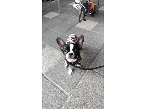 Dişi erkek french bulldog