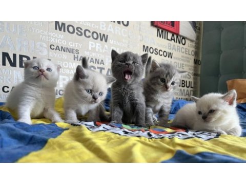Silver blue ve blue point yavru kedilerimiz