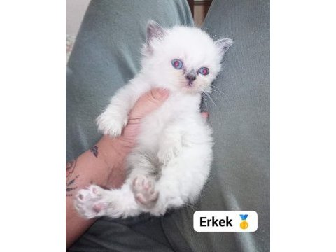 Longhair scottish chocolate ve white baby british longhair