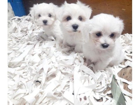 0 numara bembeyaz maltese terrier yavrularımız