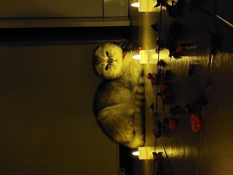 Yedi yavrulu 5 yavrulu anne dahil verilecektir scottish fold