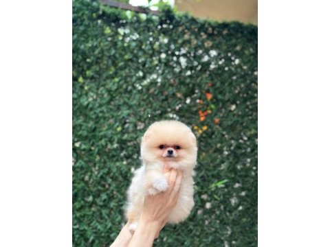 Show kalite pomeranian boo yavrular