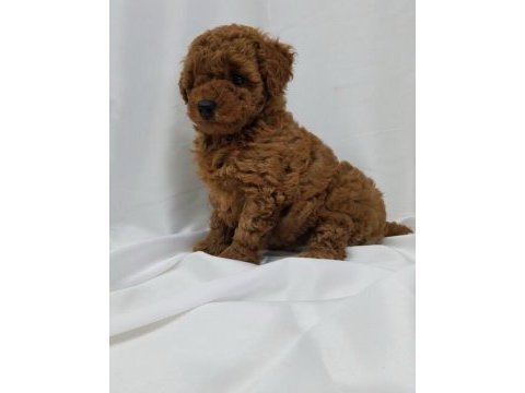 Safkan toy poodle yavrularımız