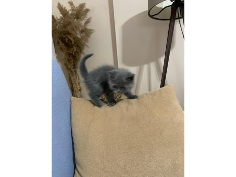 British shorthair yavrularımız