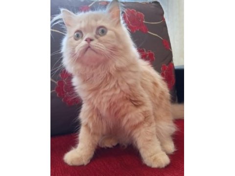 Baldan tatlı british longhair kedimiz krema