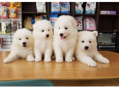 Pamuk gibi samoyed yavruları