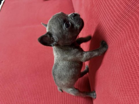 Yavru french bulldog