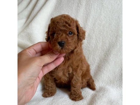 Toy poodle yavruları