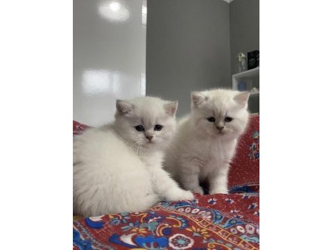 British shorthair silver point yavrularım 