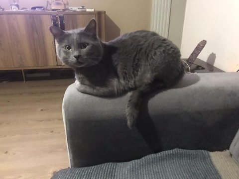 British shorthair kedisi