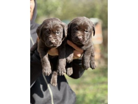 Safkan şecereli labrador yavrularımız (şampiyon soy)