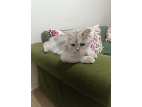Uysal sakin bir kedi yuva arıyor