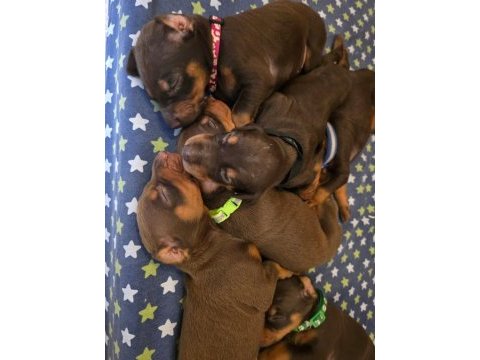 %100 orjinal doberman yavrular kredi kartı geçerlidir