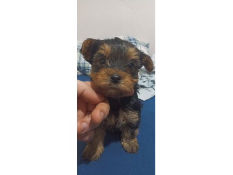 Yorkshire terrier bebeklerimiz sahiplendirilecektir