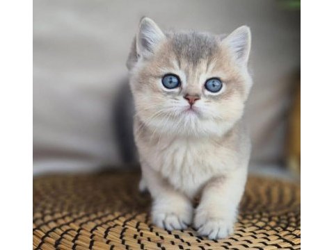 Özel rengi ile ay golden british shorthair