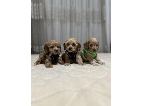Biblo kilo garantili maltipoo çocuklarım