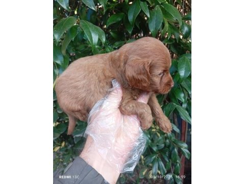 Irk ve sağlık garanti orjinal maltipoo yavrularımuz