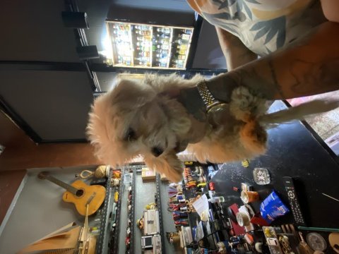 Yavru maltese terrier