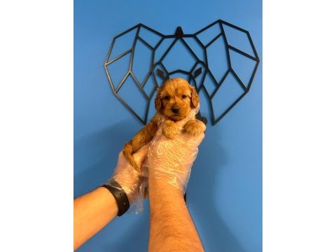 Orijinal ırk garantili maltipoo bebekler