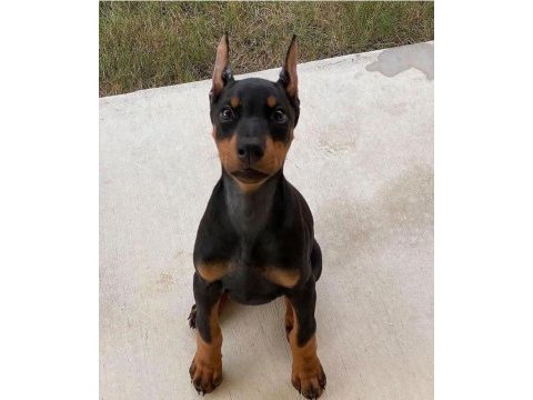 Dolandırılmaya son kapıda ödeme hizmeti doberman