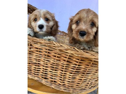 Orjinal cavapoo yavrular