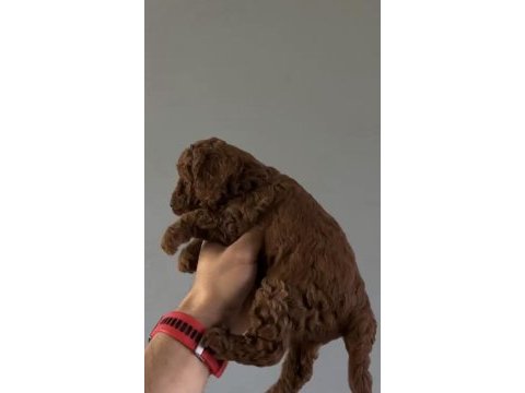 Mini toy poodle yavru red browen