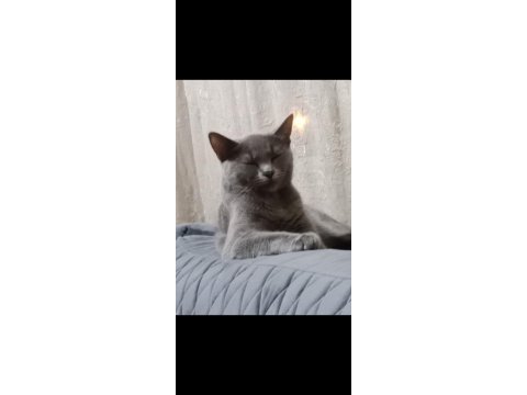 Şirin ve çok akıllı oyuncu