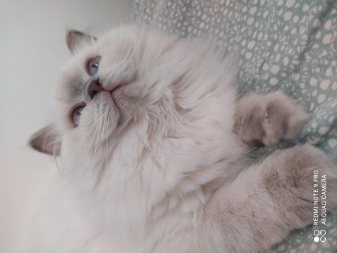 Full secereli 8 aylık erkek british longhair