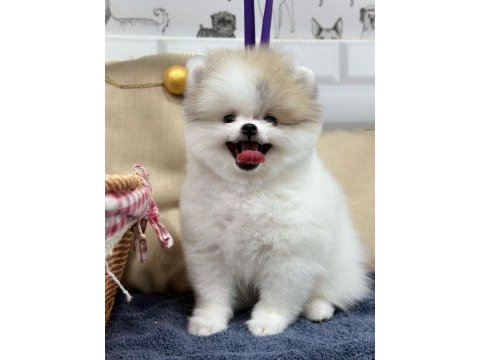 2 aylık dişi-erkek pomeranian boo yavrularımız