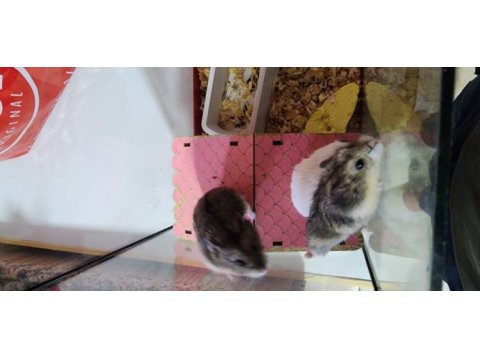 Yuvasıyla 3 hamster