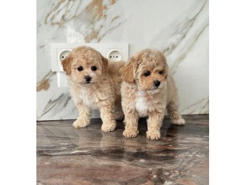 Maltipoo bebek surat ultra mini yavrularımız