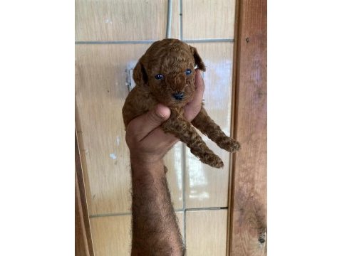 Toy poodle browni renkler