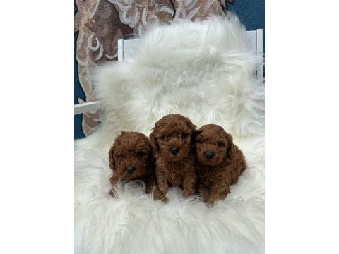 Sevimli toy poodle yavrular 