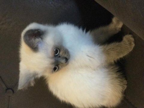 Yuva aranıyor british shorthair