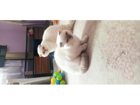 Scottish fold 1 yaşında dişi blue point