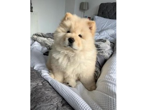 Irk ve sağlık garantili chow chow