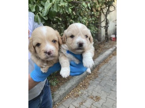 Maltipoo lokumcuklar