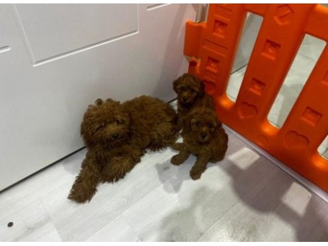 Toy poodle yavruları