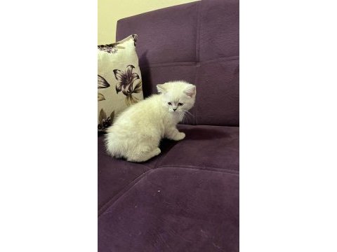 Akıllı uysal tatlı beyaz kedimiz