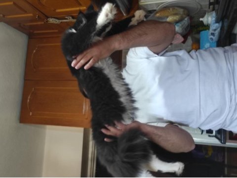 Harika bi yavru xxl iri cana yakın maine coon